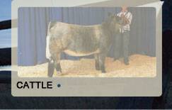 Sale Cattle