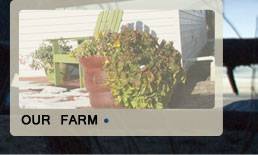 Our farm